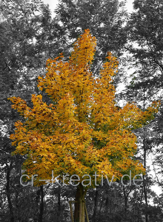 Diamond Painting - Baum im Herbstgewand 30x40 cm